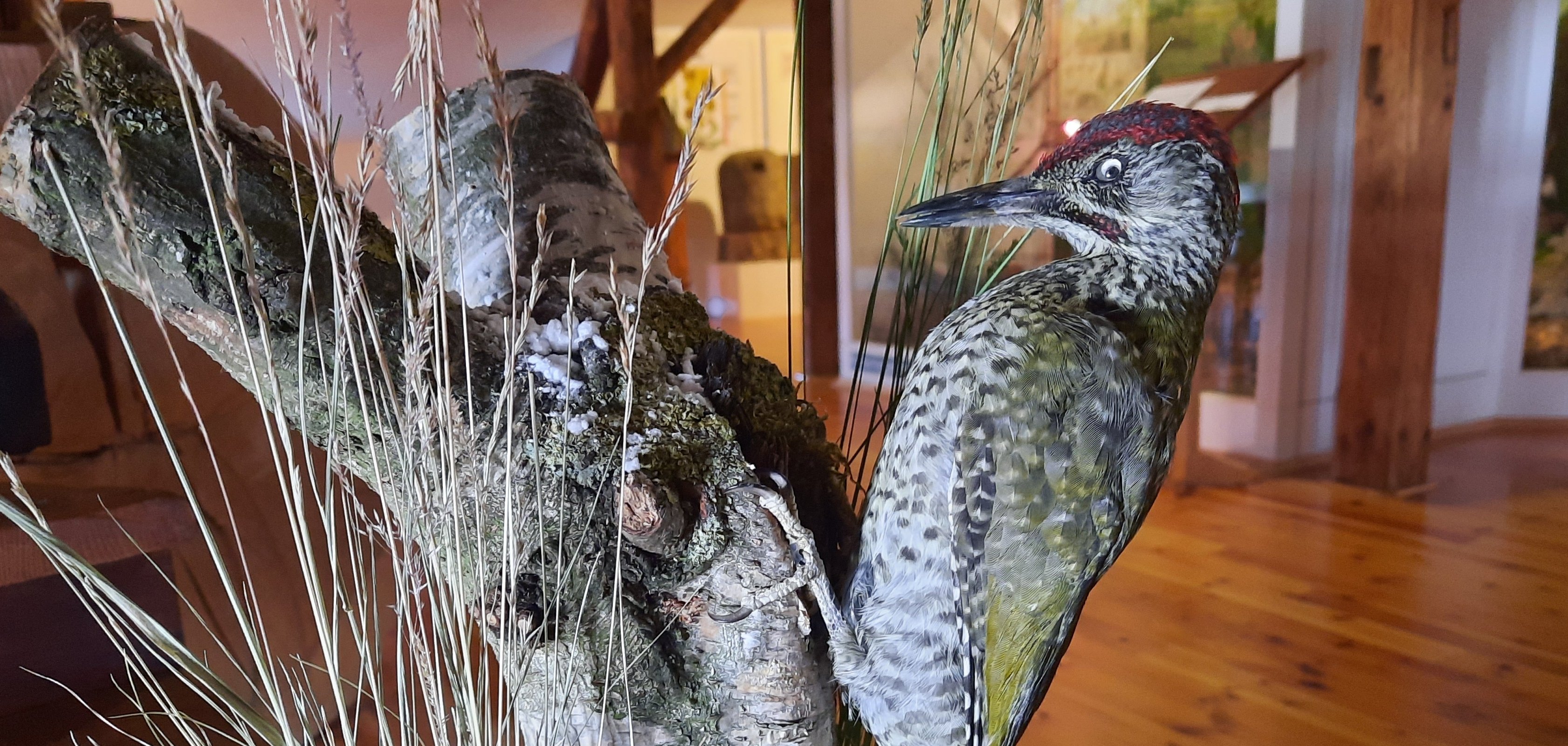 Der Eisschrankreisende: Grünspecht zieht ins Stadtmuseum Hofgeismar